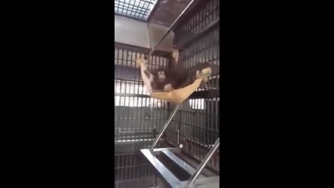 Funny Animal Videos - Watch How This Chimp makes himself comfortable inside his cage