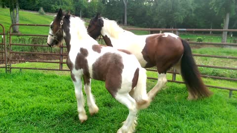 Gypsy Horse Filly "Joe's Song Sung Blue" Feeling Fresh After Bath