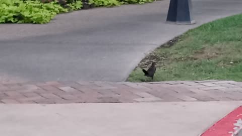 Look as these cuties run to get their crackers!!!