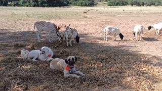 Dogs guard Deer and sheep