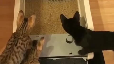 cats looking at Sand cleaning machine