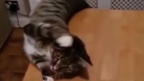 Cute kitten falls