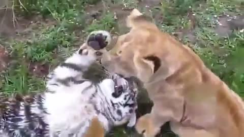 Baby Lion vs Tiger Cute Fight