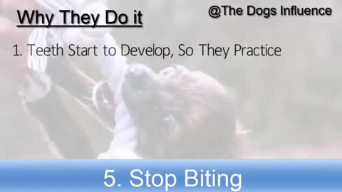Learn to trained your German shepherd puppy training