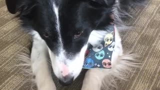 Dog presses staples that was easy button and gets a treat