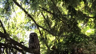 Barred owl with Mouse in his mouth