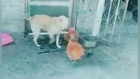 A strong fight between chickens and cats is very funny, watch it if you want to laugh