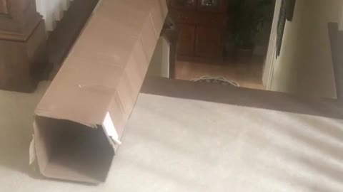 Cat flying down the stairs: fell for the box trick!