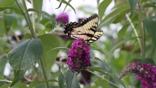 Butterfly Fluttering By