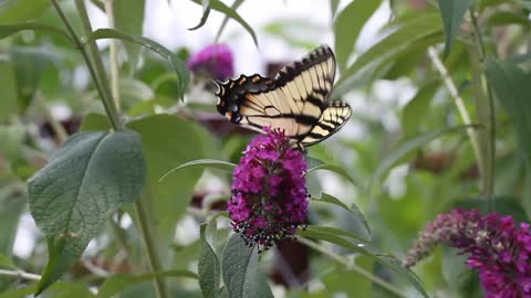 Butterfly Fluttering By