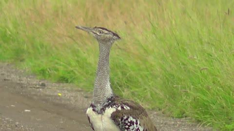 10 Largest Living Birds In The World