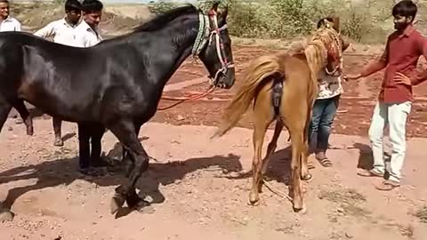 horse meeting video new HD video 2022/for animals lovers amazing crossing video Male and female hors