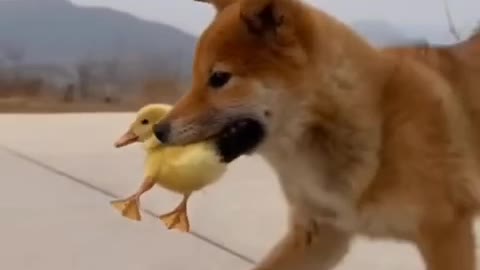 A dog & duck baby.