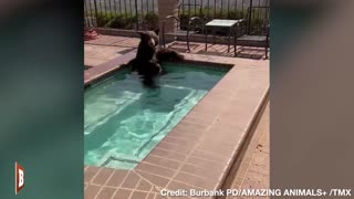 Police Officers Find Bear Chilling in Pool at Burbank Home