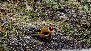 Late winter guests The European goldfinch | Birds Life |