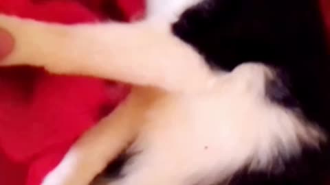 The most beautiful moments of happiness at this cute cat