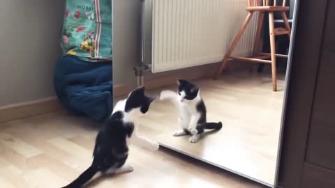 Cute cat funny vide