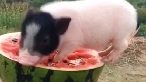 Groovy sounding piglet having a treat of watermelon