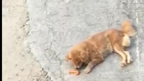 Cute dog eating food disturbed by neighbors next what happen?