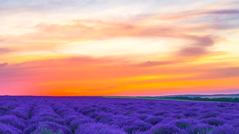 Lavender field in an orange sunset