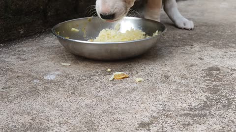 Cute dog eating rice