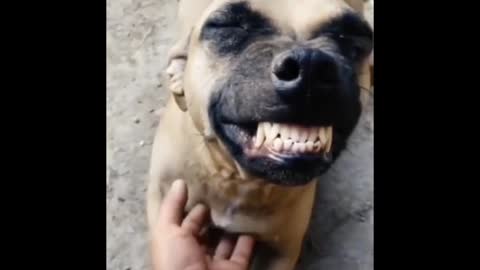 The little dog made a magic smile