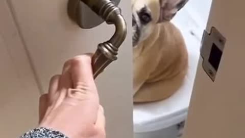 you wont believe what this dog did after the door was opened