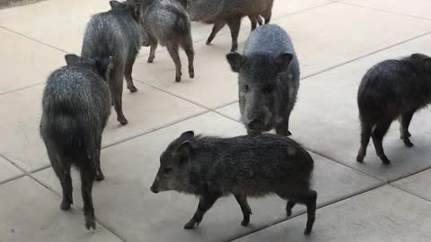 Wild Pigs Make a Visit to Arizona Home