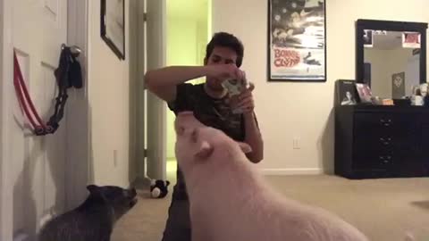 Mini Pigs Eating Gummies are the Cutest Thing!