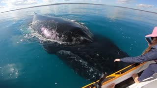 Friendly Whales Play with Stationary Jet Ski