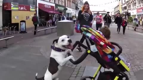 Lindos perros y bebés adorables