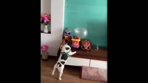 The dog is playing with balloons and expressing happiness💔💔💔