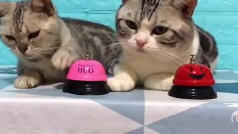 Cute Cats are Playing with Bell