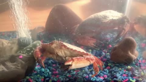 Pet crabs daily funny clips