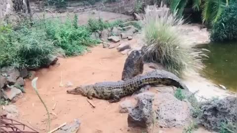 Mamba🐊Crocodylus Niloticus🐊Nile Crocodile._Cut.mp4