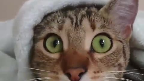 Funny Cat - When the cat watching horror movies - A cat hiding under the blanket