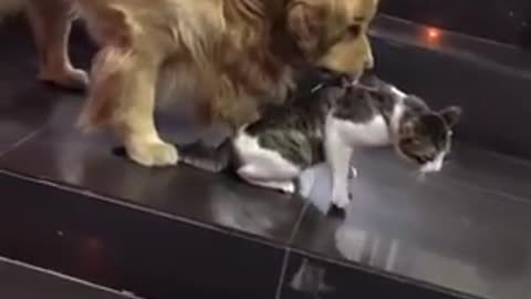 Golden Retriever and cat friends