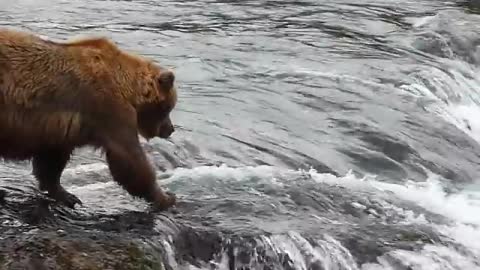 Brooks Falls Bears Katmai