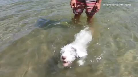 White dog swims in lake eats treats