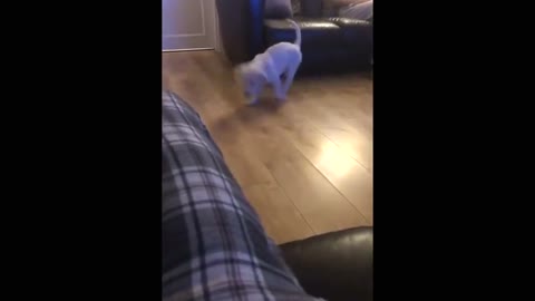 How cute! Adorable puppy tries to imitate Ireland man stomping his feet