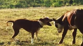 Calf share special friendship with gentle doggy