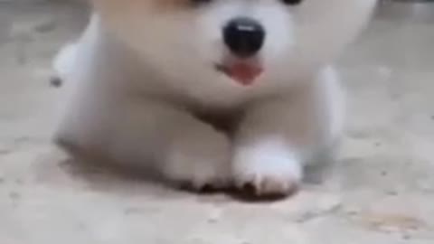 Cute Dog