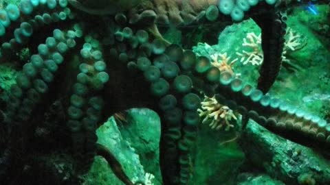 Bmore octopus
