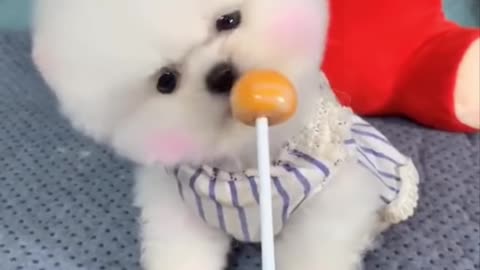 Cute pets eating lolipop 😘☺️