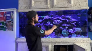 Blue Seas Aquariums 265 Gallon Mixed Reef Show Tank Tour