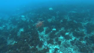 Hawksbill sea turtle in the Sea 6 - man & camera