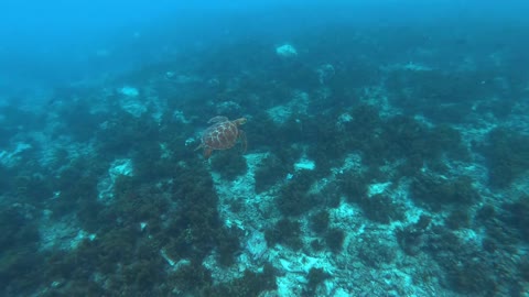 Hawksbill sea turtle in the Sea 6 - man & camera