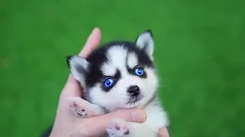 Hermoso cachorro husky en miniatura