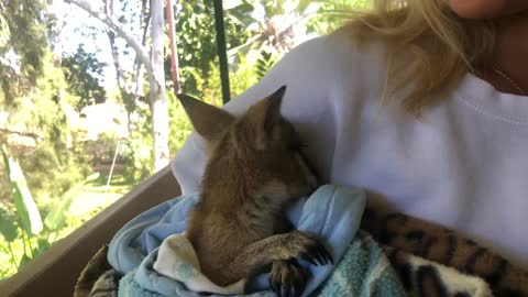 Two baby wallabies relaxing after being rescued from the fires