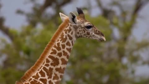 See giraffes up close